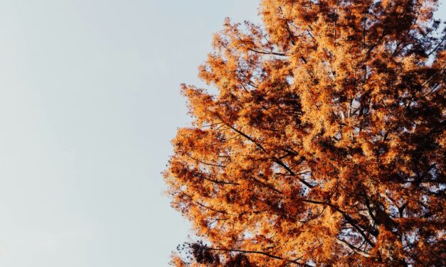 Jesień w&nbsp;dziale socjoterapii.